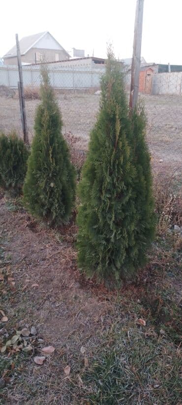 семена тритикале: Саженцы деревьев: Туи — 2
