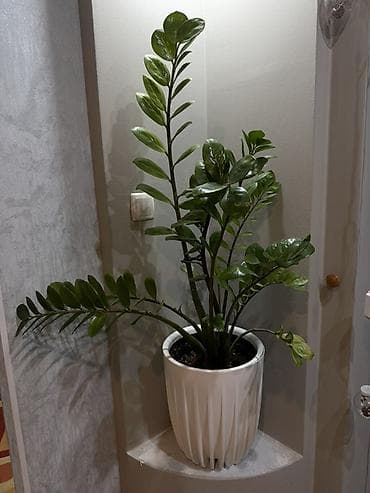 черный замиокулькас купить: Замиокулькас (долларовое дерево) в декоративном кашпо. - Эффектное — 1