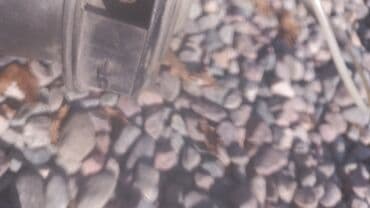 пневмобаллоны в пружины купить в бишкеке: Задний пневмобаллон Mercedes-Benz 2004 г., Б/у, Оригинал, Германия — 9