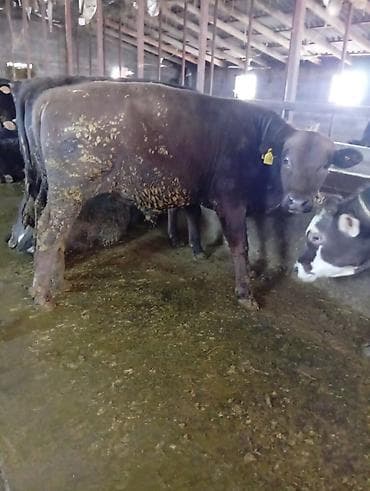 Лошади, кони: Продаю | Бык (самец) | Полукровка | На откорм | Нетель — 3