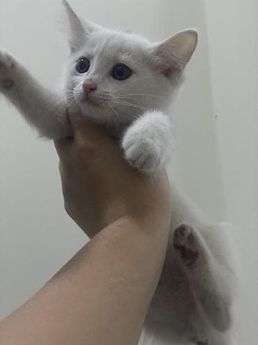 голубей птицы: Отдаются в добрые руки котята. Белые котята с пушистой шерсткой и — 5