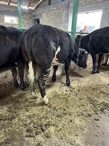 балык форель: Продаю | Тёлка | Бельгийская | На откорм | Привязанные — 2