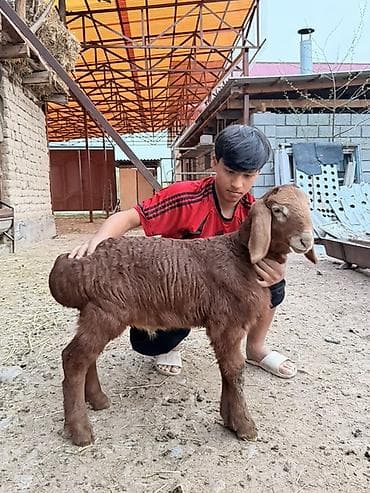 Продаю | Ягненок | Для разведения | Племенные