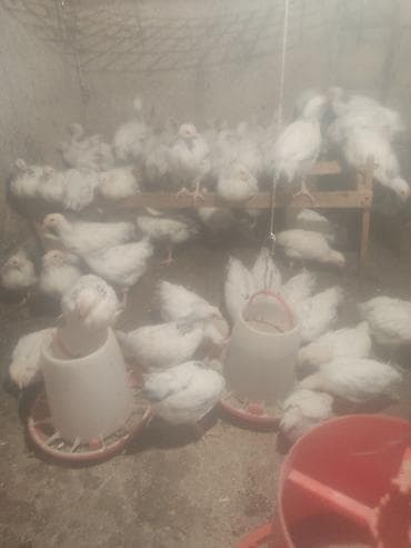 бройлер живым весом: Продаю | Цыплята | На забой — 1