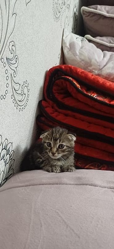 тигил: Шотландские вислоухие котята - Окрас: один котёнок чёрный, второй — — 4