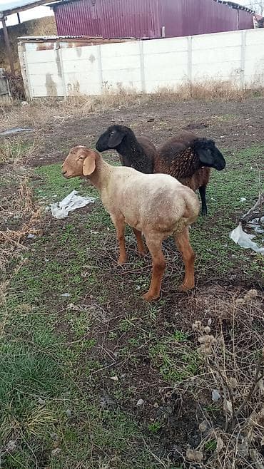 кочкары: Сатам | Козу | Союуга — 4