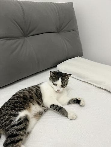 кошка сфинкс с шерстью: Кошка даром: Беспородная, 9 месяцев, Девочка, Кастрирована, Приучена к лотку, Проглистована — 4