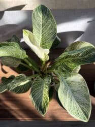 диффенбахия купить: Продаю в ассортименте цветы из личной коллекции. Все взрослые, мощная — 15