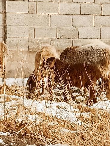 продам собаку доска объявлений: Продаю | Овца (самка) | Для разведения — 10