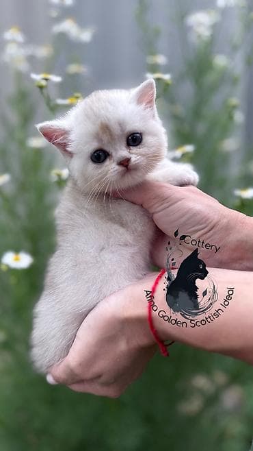 Мышыктар: Британ кыска жүндүү, 1 айлык, Ургаачы, Күмүш өңдүү шиншилла, Лотокко барууга үйрөтүлгөн, Курттардан тазаланган, Документтери менен — 2
