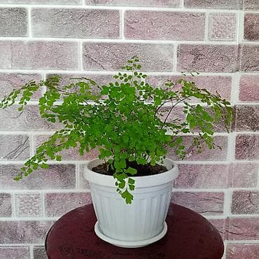 подставка для комнатных цветов: Пилея Пеперомиевидная (Pilea peperomioides) — компактное комнатное — 3
