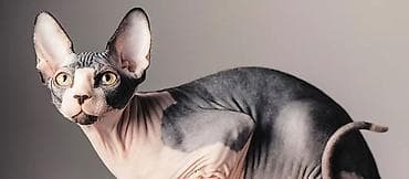 британская кошка: Ищу кота сфинкса для Вязки — 2