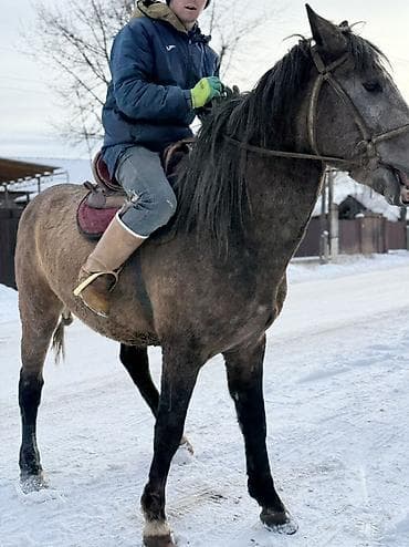 продаю охотничий собаку дратхар: Продаю | Жеребец — 7