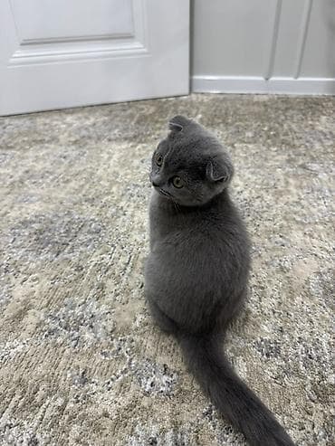 кото: Скотиш Фолд (Шотландская вислоухая), 5 месяцев, Девочка, Голубой, Приучена к лотку — 2