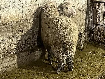 мака сото: Продаю | Ягненок | Меринос — 5