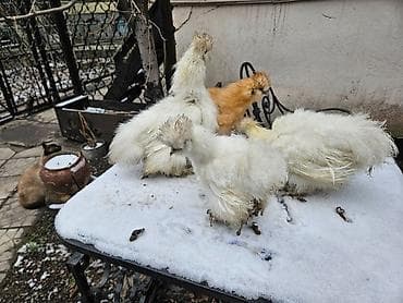 Продаю | Куры | Для разведения