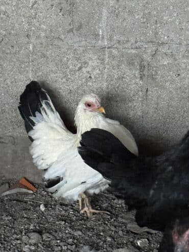 клетки для кур несушек бу цена: На продажу Шабо — 1