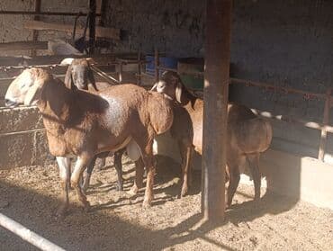 сколько стоит питбуль собака: Продаю | Баран (самец) | Для разведения | Племенные — 1