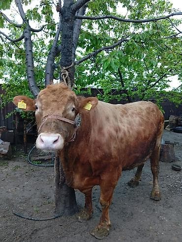 сколько стоит один бык: Продаю | Бык (самец) | На откорм | Привязанные — 4