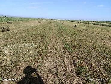 беде клевер: Продаю 1500 шт. беде түк тюки самовывоз с. Жайылма — 1