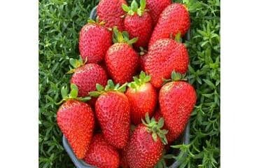 лента для капельного полива: #Капельная лента!!! 1 метр-1,75 сом Капельное орошение!!! — 21