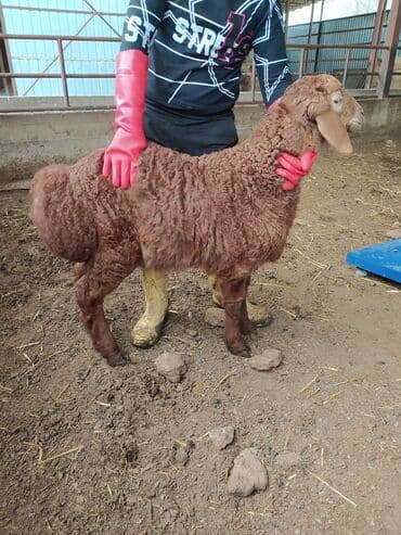 кой кыркыч: Продаю породитстых ягнять с линием от 3 мес и выше очень мощные — 8