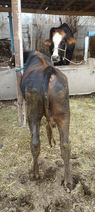 Продаю | Бык (самец) | Полукровка | На откорм | Привязанные