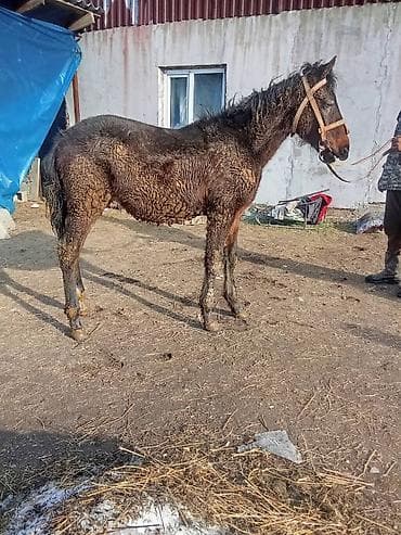 Ветеринар кызматы: Сатам | Тай | Англиялык | Көбөйтүү үчүн — 2