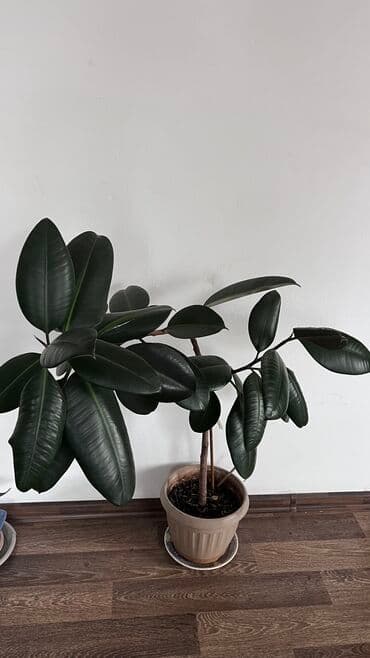 искусственные цветы бишкек: Фикус — 1