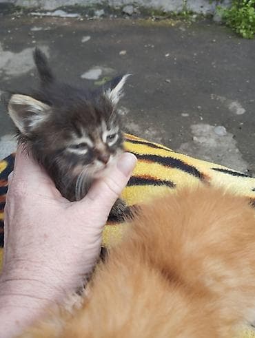 котята норвежской лесной кошки: 2 месяца, Мальчик, Рыжий, Приучена к лотку — 2