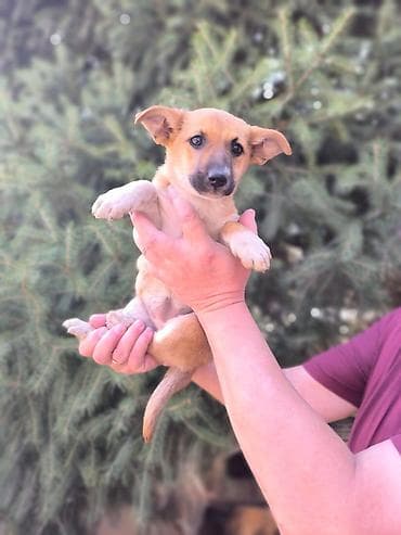 джек рассел терьер щенок: Щенки метисы, помет из нескольких малышей. - Возраст: примерно 1,5–2 — 1