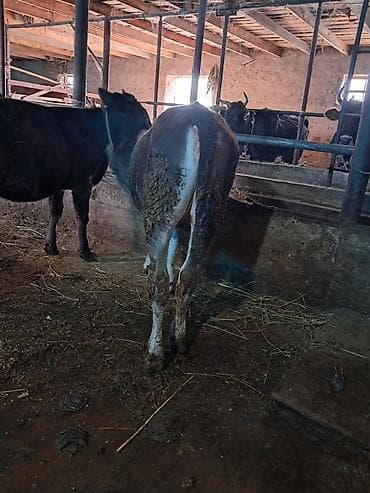 белые кролики: Продаю | Бык (самец) | На откорм | Привязанные — 6