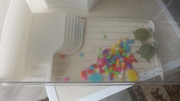 тор рыба: Акватеррариум смаленькими красноухими черепахами - Прозрачная — 1