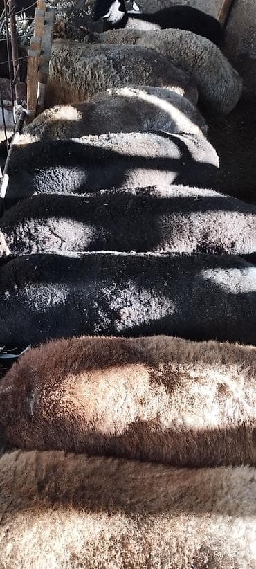 уй ала тоо парода: Продаю | Овца (самка) | Полукровка | Для разведения | Ярка — 3