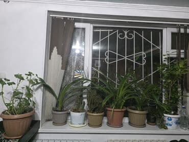 Комнатные цветы все за 3000. Зеркало с ракушками вокруг 3000. Ракушки