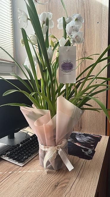 зефирантес выскочка: Орхидея Cymbidium в горшке - Элегантные белые соцветия на длинных — 1