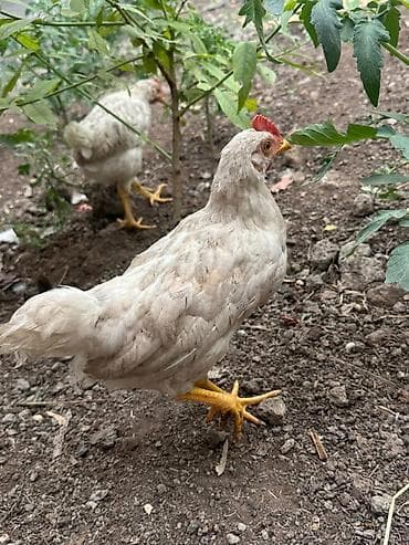 Животные: Продаю | Куры | Для разведения — 2