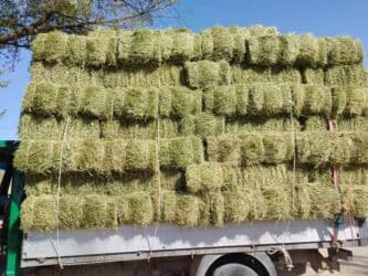 Беде Беде Прессованное сено люцерны, Удобно для хранения и