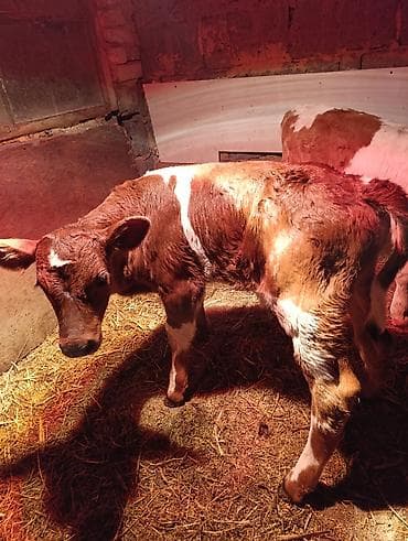 симментал уйлар: Продаю | Тёлка | Для молока — 5