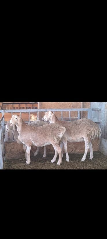 кой дорпер: Продаю | Овца (самка) | Для разведения — 2