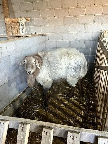 С/х животные и товары: Продаю | Баран (самец) | Полукровка | Для разведения | Племенные — 4