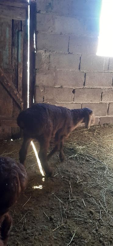 заказ рыбы: Продаю | Овца (самка), Ягненок — 8