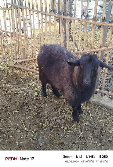 Продаю | Коза (самка) | Для разведения