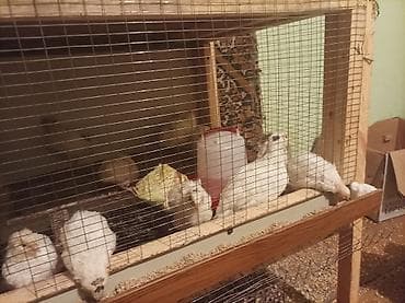 тушки бройлеров: Продаю перепелят возраст 1 месяц порода тихас утежаленый яично — 1