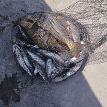 установка посудомоечной машины бишкек: Занимаюсь отловом рыбы беру деньгами или рыбой .бригада быстрого — 1