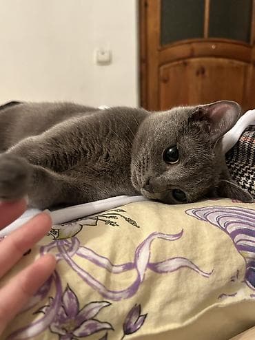 Животные: Кошка даром: Русская голубая, Мальчик, Приучена к лотку — 8
