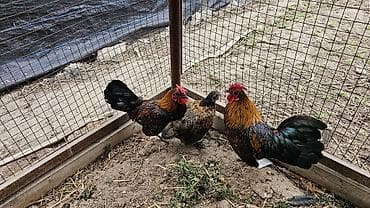 карликовые утки: Продаю | Куры | Для разведения — 3