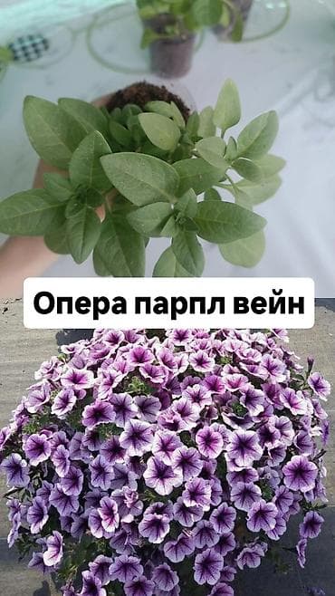 акантовка лапка: Рассада ампельной петунии (серии Тайдал Вейв и Опера) Доступные — 6
