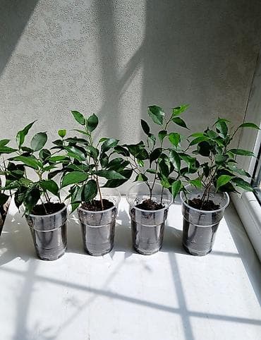 цветы фикусы: ФИКУС Продаю ФИКУСЫ В каждом стаканчике по 3–4 веточки: хорошо — 4