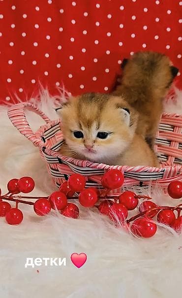 big 6: Вязка кошек ! Не продажа ! Шикарный клубный котик Шотландский — 8